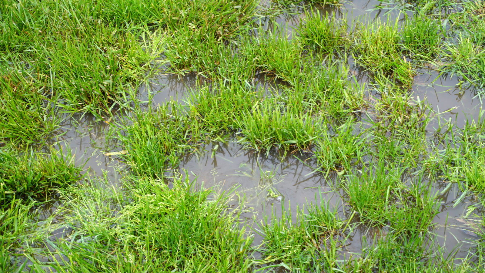 surface water on lawn